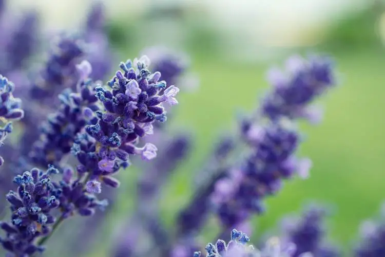Close-up of purple lavender blooms, focusing on the delicate details of the flowers.