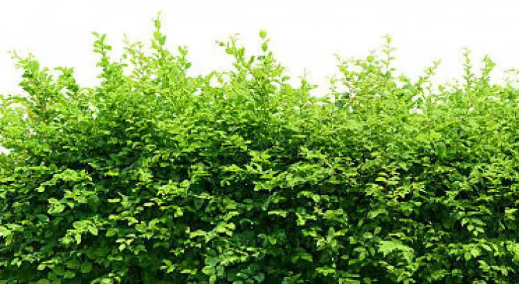 Dense, lush green hedge showcasing vigorous growth, possibly too wide for the space, isolated on a white background.





