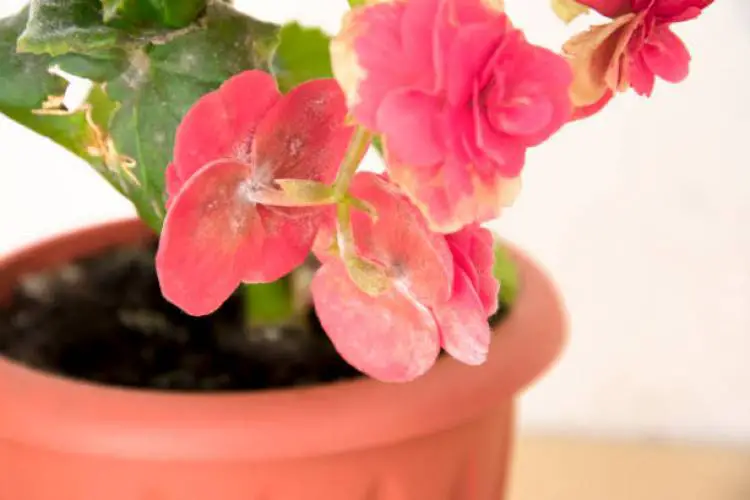 Pink begonia with lush leaves in a pot, some petals appear wilted, indicating stress.