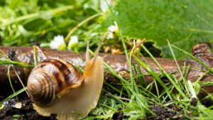 Snails Bury Themselves - Gardeners Yards