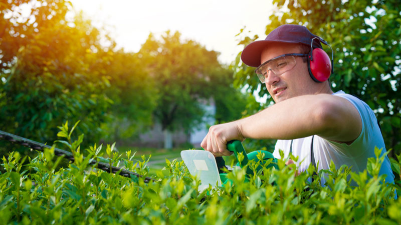 Focused gardener wearing ear protection uses hedge trimmer to neatly shape a lush green shrub on a sunny day.