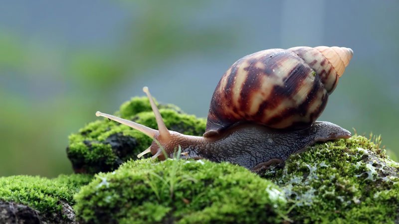 Why Are The Garden Snails Burying Themselves - Gardeners Yards