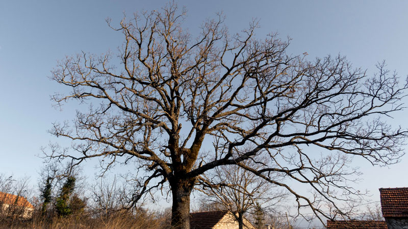 Bare branches of an apple tree without leaves against a winter sky, signifying dormancy.