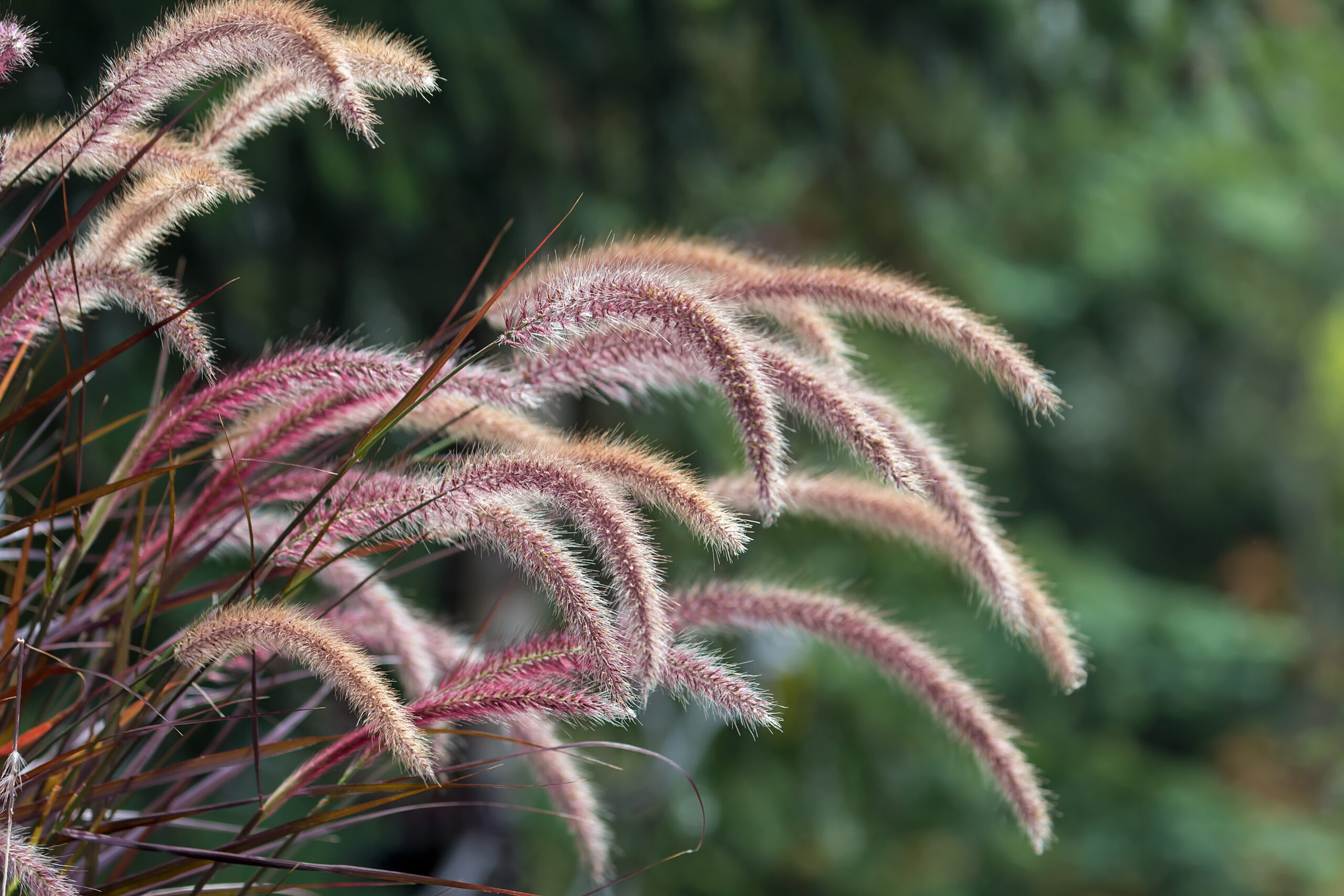 Graceful ornamental grass with pinkish plumes swaying in the breeze, with a blurred green background for contrast.
