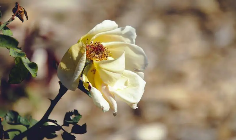 Rose is Wilting After Transplant - Gardeners Yards