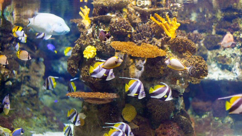 Vibrant aquarium scene with diverse fish among coral, suggesting the potential use of garden compost for aquatic plant life.