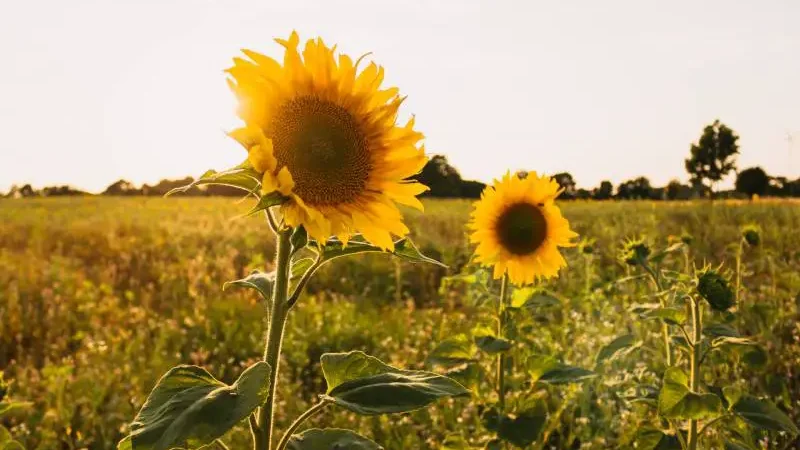Late-plant sunflowers with large, vibrant yellow heads bask in the golden hour sunlight, set against a soft-focus field.