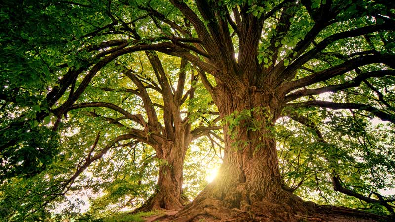 Majestic mature oak tree with expansive canopy, exemplifying the growth achieved over decades.
