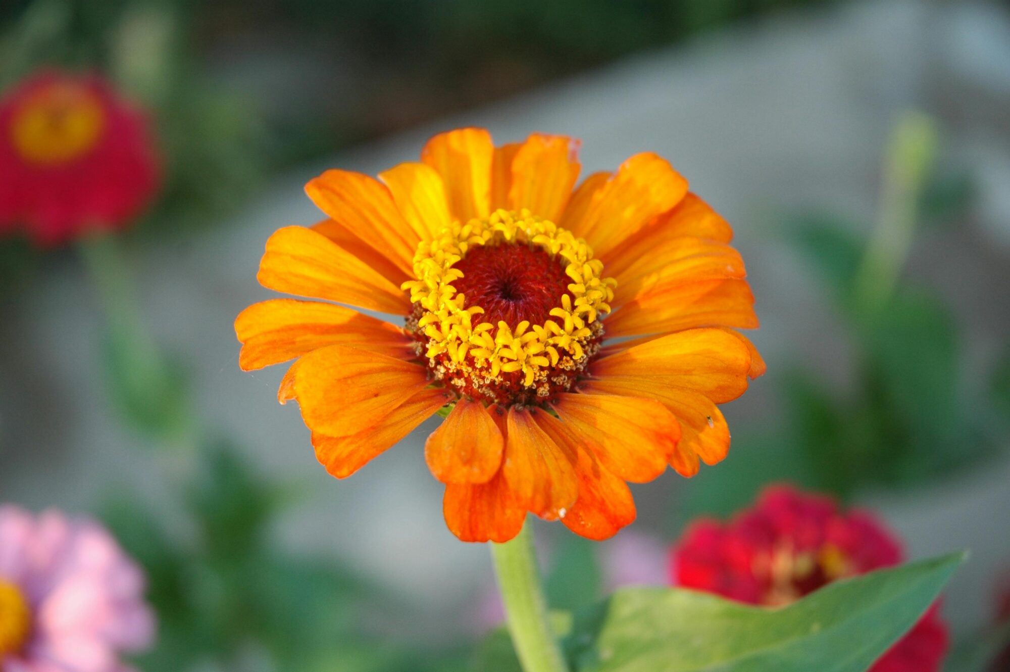 A close-up of an orange zinnia with a rich red center and dense yellow stamens, set against a soft-focus garden backdrop.