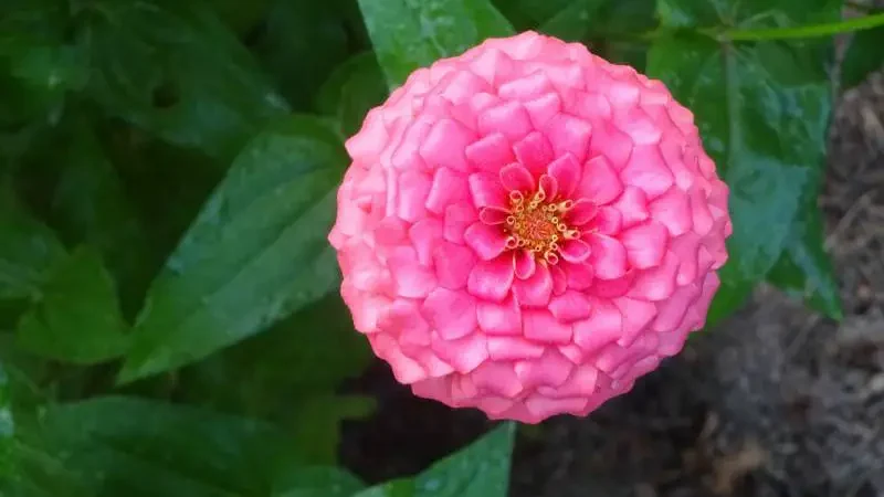 Close-up of a vibrant pink zinnia flower potentially affected by garden pests.