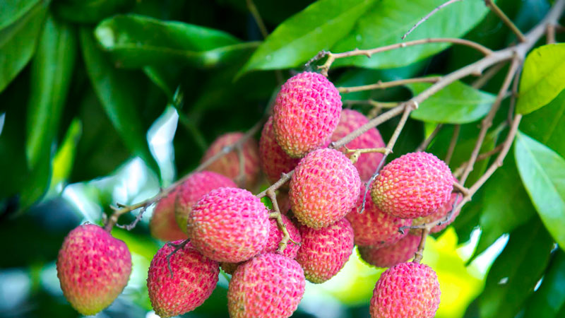Cluster of ripe, red lychee fruits hanging amongst green leaves, some leaves possibly turning brown.
