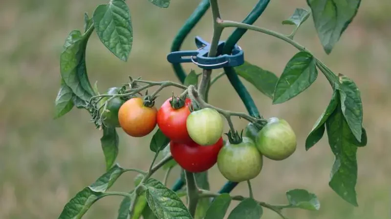 Tomato plant with a mix of ripe red, orange, and green fruits supported by a blue stake, possibly bitter or sour to taste.