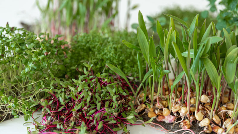Spraying Microgreens With Hydrogen Peroxide - Gardeners Yards