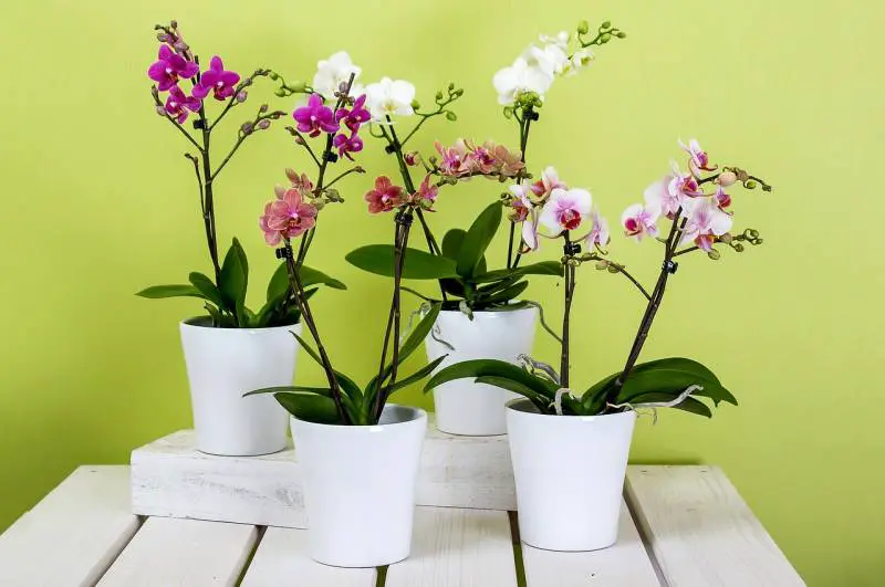 Variety of blooming orchids in white pots against a lime green wall, showcasing the beauty of indoor potted plants.