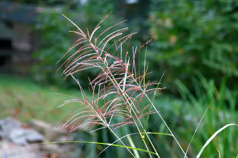 Pink Muhly Grass in focus, showcasing delicate fronds without blooms, against a blurred green background.