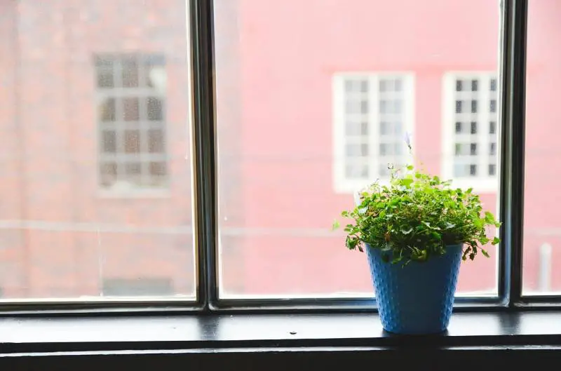 A potted plant with lush greenery sits on a window sill, overlooking a red building, embodying urban gardening serenity.