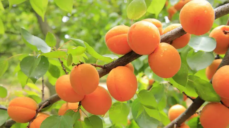 Ripe apricots hanging on the tree, ready for harvesting, thriving in alkaline soil conditions.