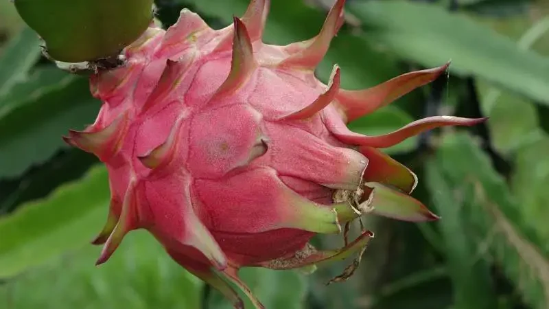 Dragon Fruits Are Fruits With Red Inside - Gardeners Yards