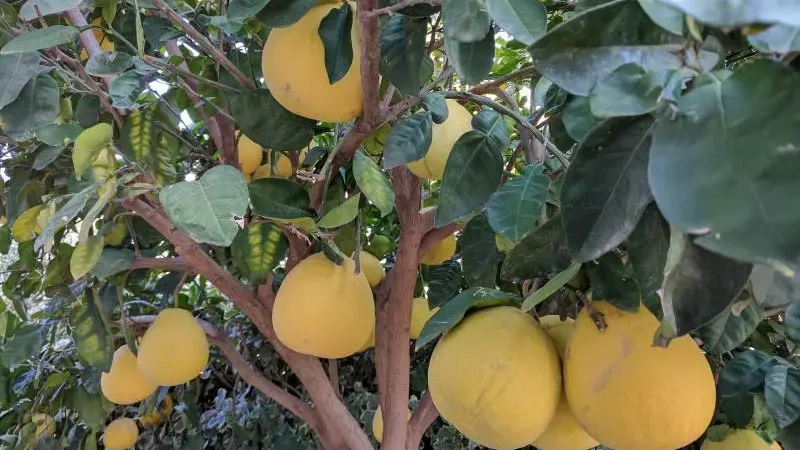 Grapefruits Are Fruits With Red Inside - Gardeners Yards