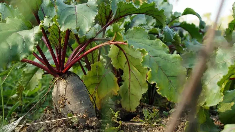 Mature beetroot emerging from soil with lush leaves.