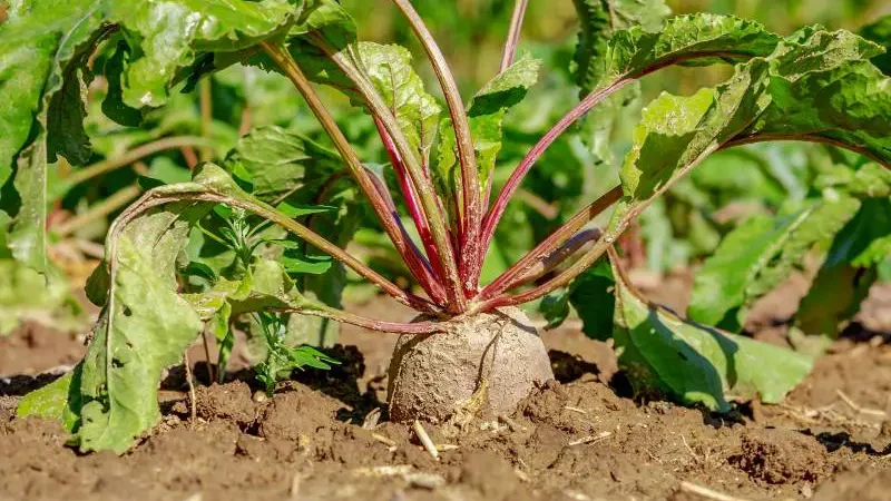 Fresh beetroot with vibrant leaves in soil.