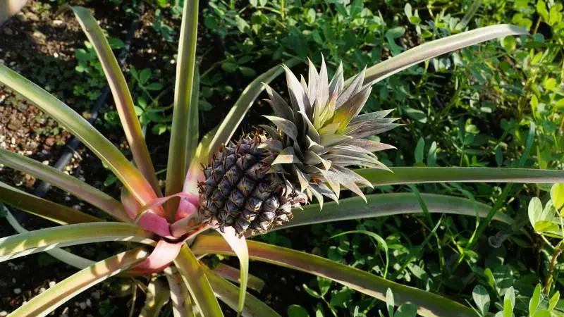Young pineapple plant with broad leaves, ready for replanting.





