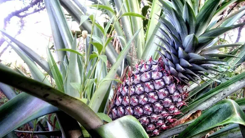 Mature pineapple plant with fruit.