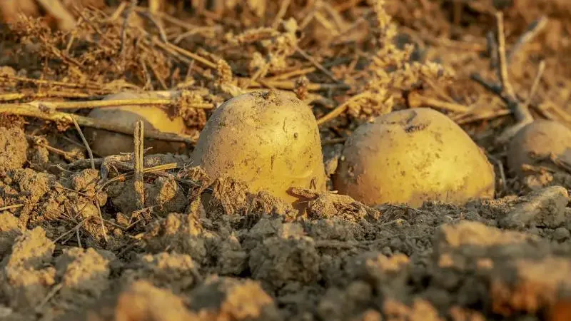 Freshly unearthed potatoes in soil, depicting the natural process of how potatoes reproduce.