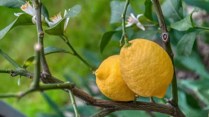 How to make a lemon tree branch out - Gardeners Yards