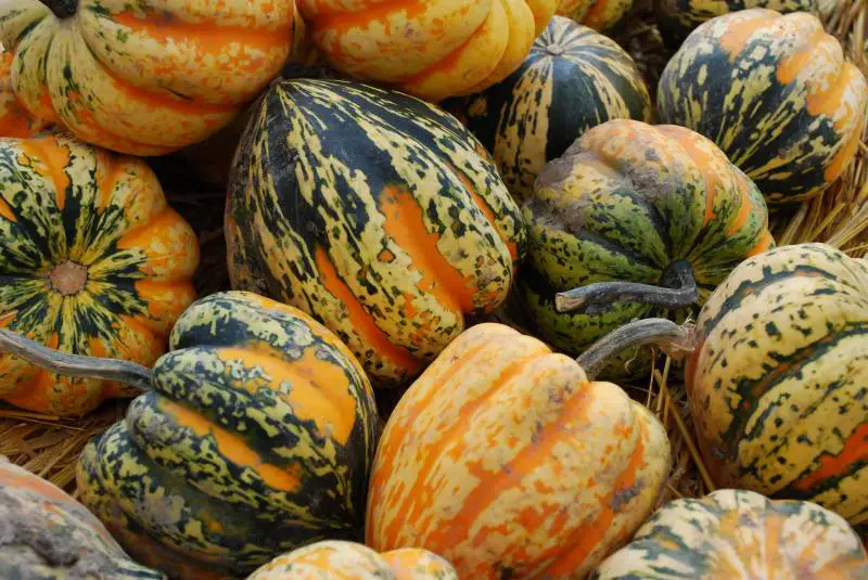 Vibrant striped carnival squash, none showing signs that the acorn squash is bad.