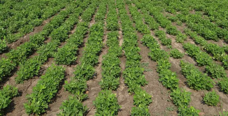 Rows of young peanut plants growing in a farm field with rich soil.