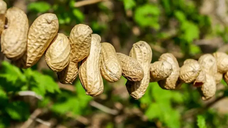 Dried peanuts in shells strung up in a line with a blurred green background.