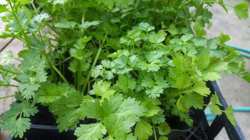 Reasons cilantro is dying - Gardeners Yards