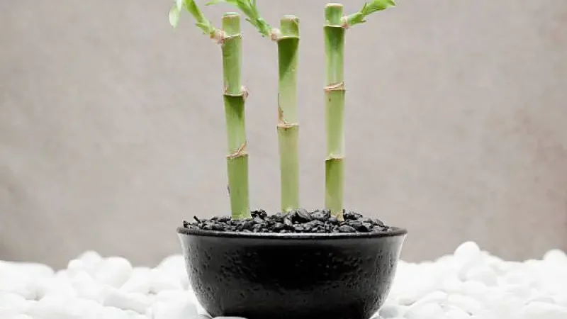 How To Take Care Of A Lucky Bamboo Plant In Rocks E1699372303546.webp