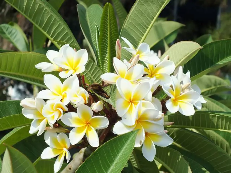 Cluster of white plumeria blooms with yellow accents, against lush leaves, illustrating plumeria soil needs.