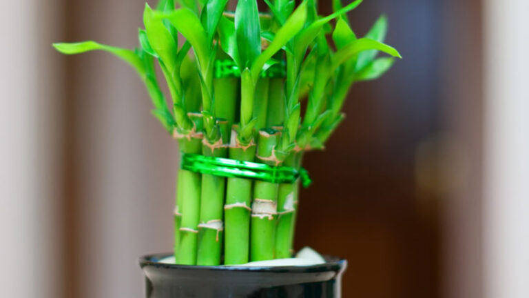 Potted Lucky Bamboo Care Gardeners Yards 768x432 