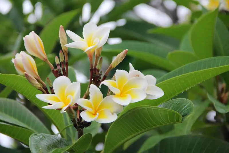 Blooming plumeria flowers with creamy yellow centers and green leaves, ideal for Plumeria Soil Guide.