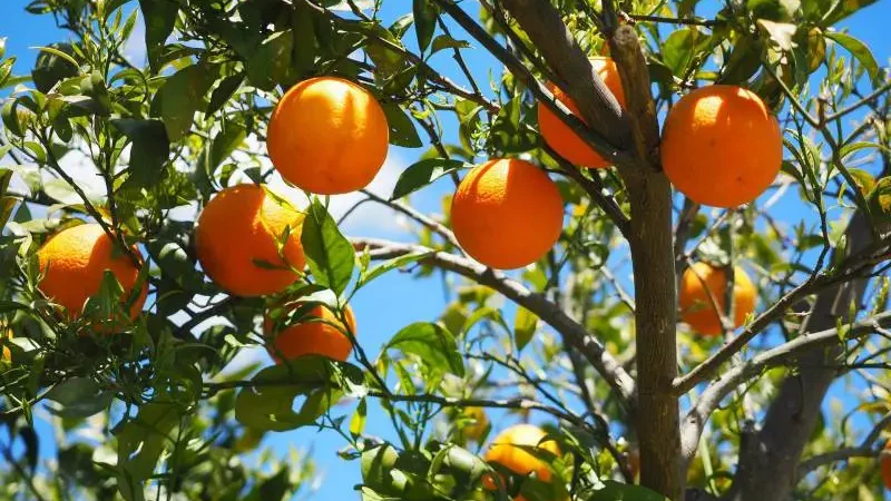 Sunlit orange tree laden with ripe fruit against a clear blue sky.