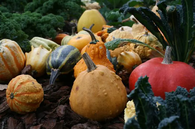 Things to do with ornamental gourds - Gardeners Yards