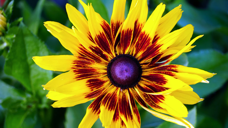Black Eyed Susan Flowers Symbolizes Justice - Gardeners Yards