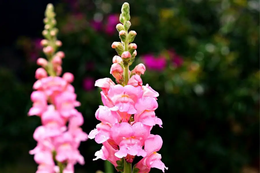 Flowers That Represent Change - Gardeners Yards