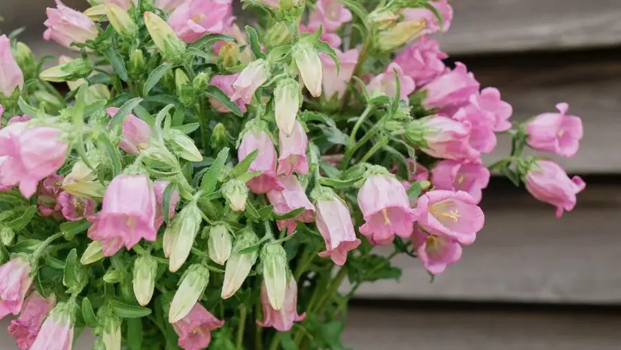 Delicate pink bell-shaped flowers with fresh green foliage, indicative of a lush flowers display.