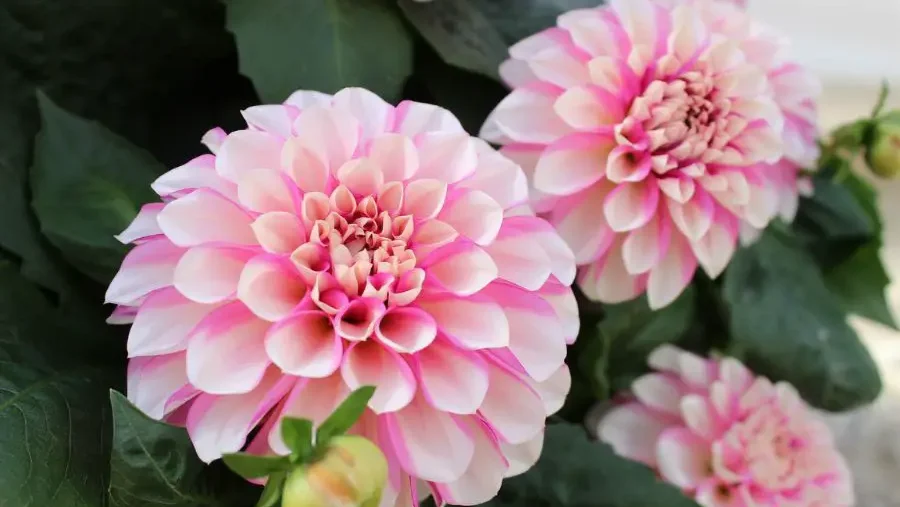 Stunning pink-tipped white dahlia flowers with intricate petal patterns, a classic choice for flowers enthusiasts.