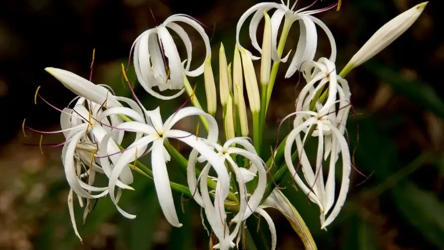 Striking white spider lilies with slender petals and prominent yellow stamens, elegant wildflowers in bloom.