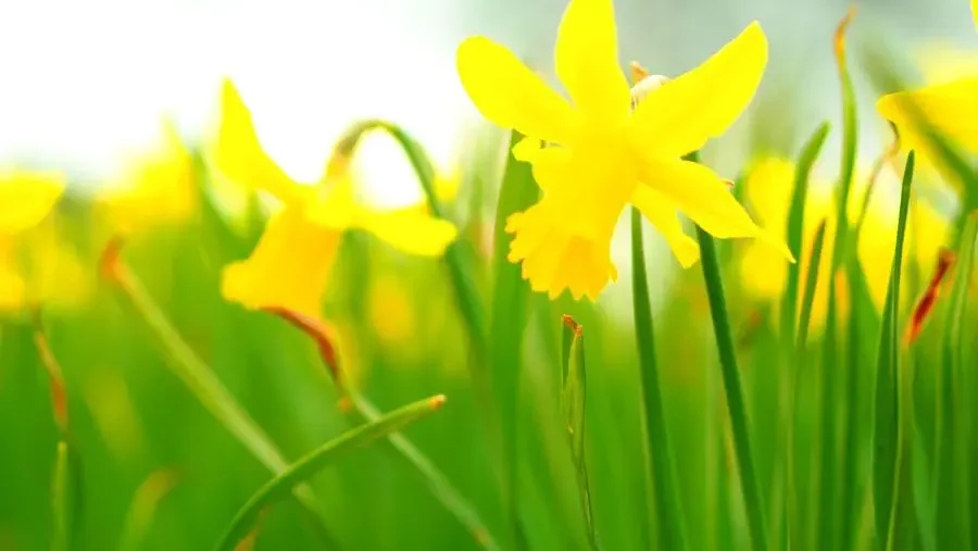 Bright yellow daffodils sway in the soft light, with lush green blades in the foreground.