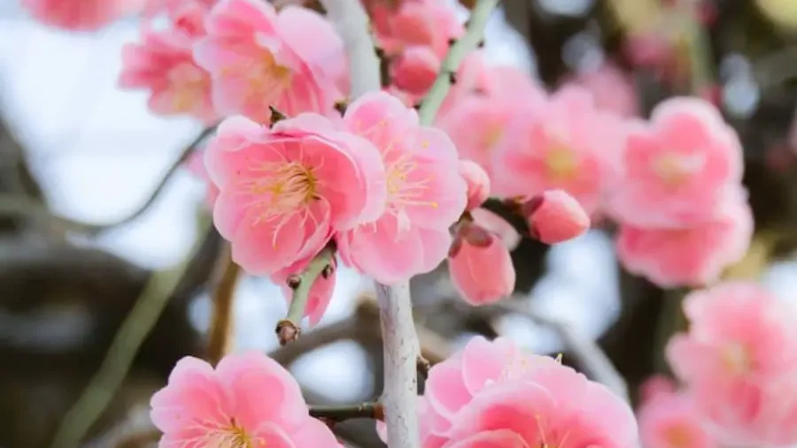 Soft pink plum blossoms cluster on a branch, signaling the start of spring.