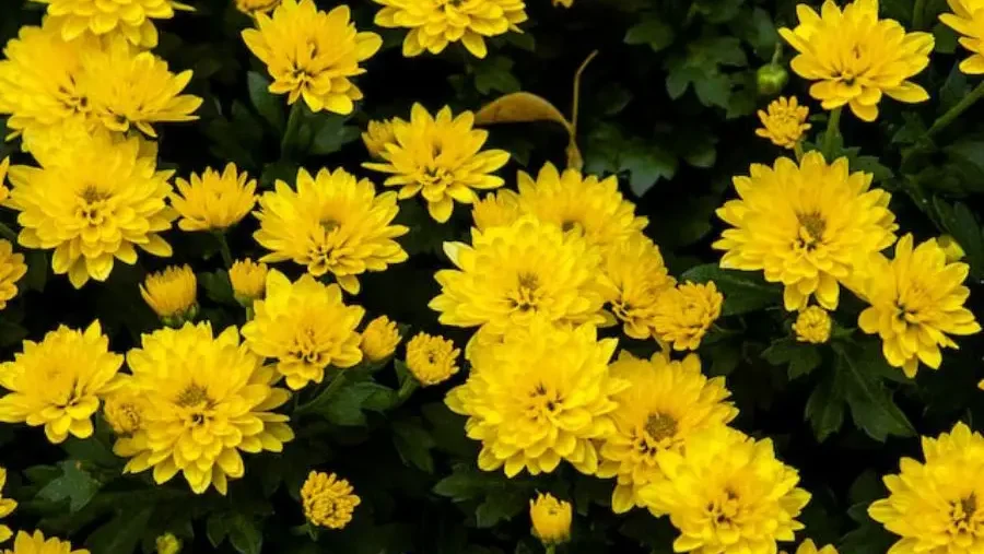 Cluster of bright yellow chrysanthemums with lush green leaves filling the frame.