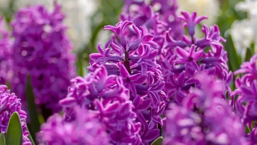 Vibrant purple hyacinths in full bloom, a blur of floral color and greenery.