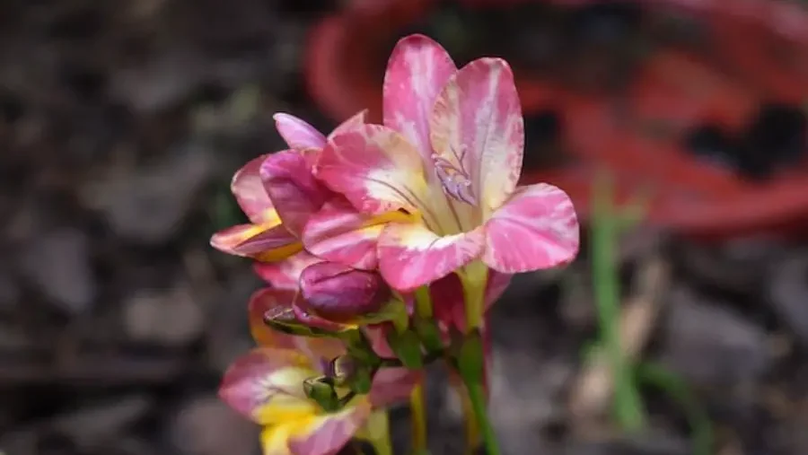 Pink and yellow striated freesia blossoms, a striking color contrast against soft focus background.