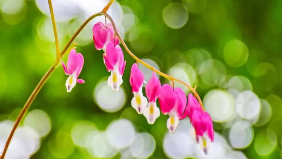 Delicate pink bleeding hearts bloom gracefully against a bokeh green backdrop.